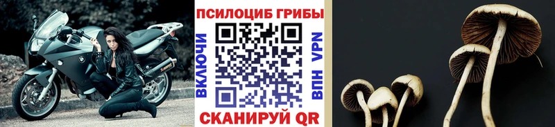 Галлюциногенные грибы прущие грибы  купить наркотик  Алексеевка 